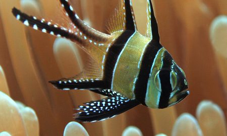 Gangga Island_Gangga Divers_UW