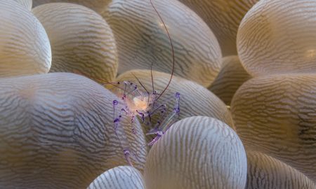 Gangga Island_Gangga Divers_UW