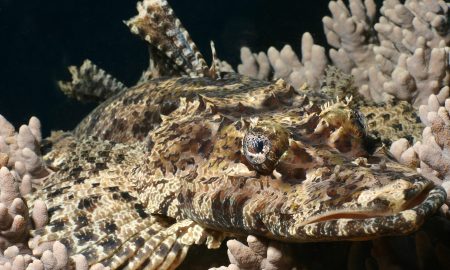 Gangga Island_Gangga Divers_UW