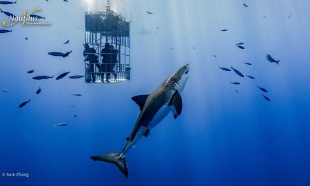Guadalupe_Great White ©Sam Zhang
