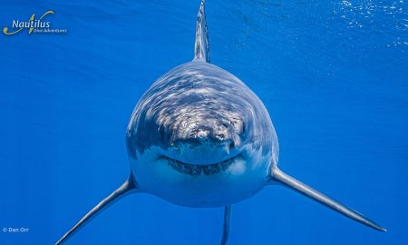 Guadalupe_Great White ©Dan Orr