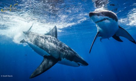 Guadalupe_Great White ©Scott Davis