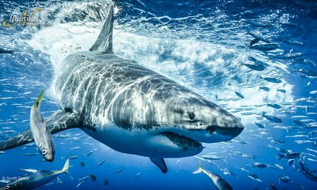 Guadalupe_Great White ©Scott Davis