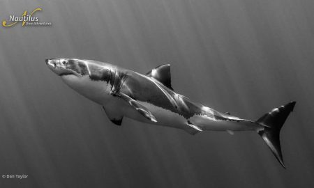 Guadalupe_Great White ©Dan Taylor