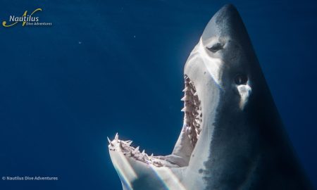 Guadalupe_Great White