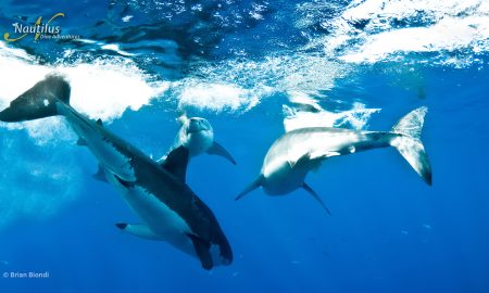 Guadalupe_Great White ©Brian Biondi