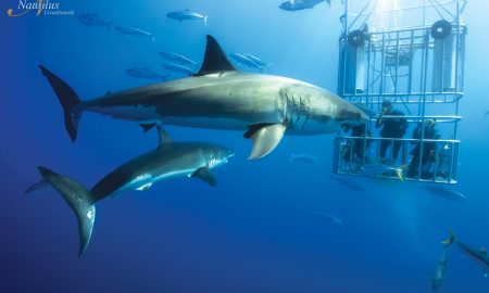 Guadalupe_Great White