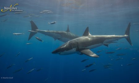 Guadalupe_Great White ©Martin Graf