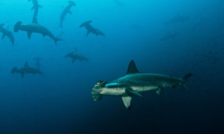 Hammerhaischule im offenen Meer
