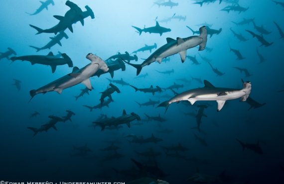 Морской охотник_Hammer Head School_©Эдуард Эррено