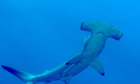 Humboldt & Tiburon Explorer_Hammer Head