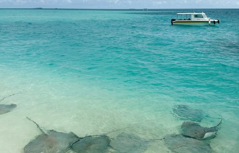 Maldives_Stingrays