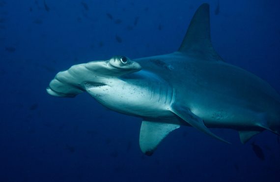 Галапагосы_Explorer Ventures_Молотоголовая акула