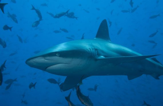 Галапагосы_Explorer Ventures