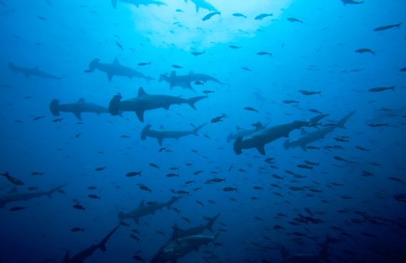 Галапагосы_Explorer Ventures_Молотоголовая акула