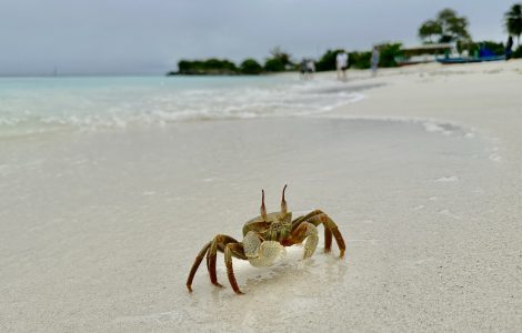Maldives_Crab
