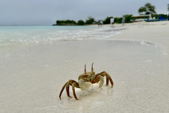 Maldives_Crab