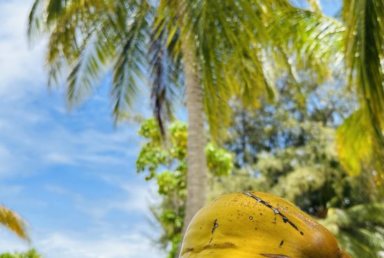 Nautilus Two_Coconut