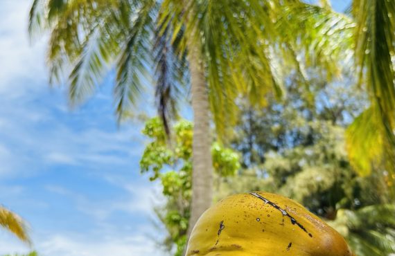 Nautilus Two_Coconut