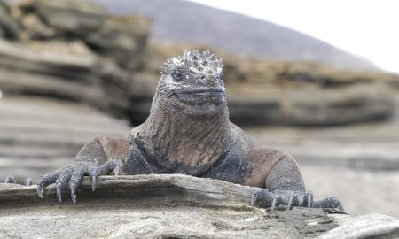 Humboldt Explorer_Iguana