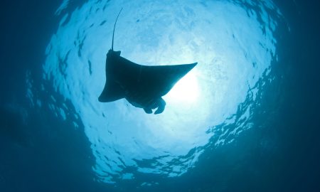 Lotus Bungalows_Gangga Divers_UW