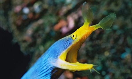 Lotus Bungalows_Gangga Divers_UW_2