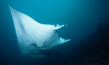 Lotus Bungalows_Gangga Divers_UW_3