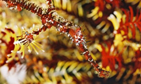 Lotus Bungalows_Gangga Divers_UW_4