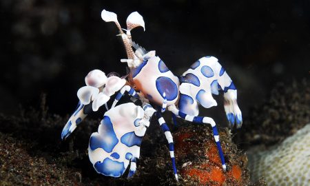 Lotus Bungalows_Gangga Divers_UW_5