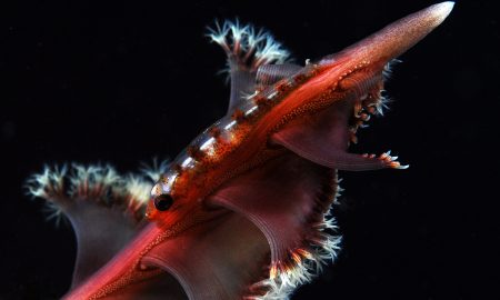 Lotus Bungalows_Gangga Divers_UW_6