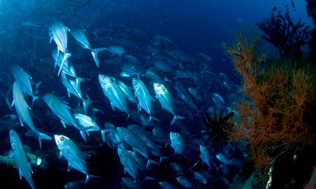 Lotus Bungalows_Gangga Divers_UW_7