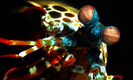 Lotus Bungalows_Gangga Divers_UW_8