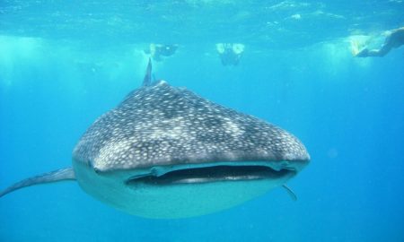 Nautilus Two_Whale Shark