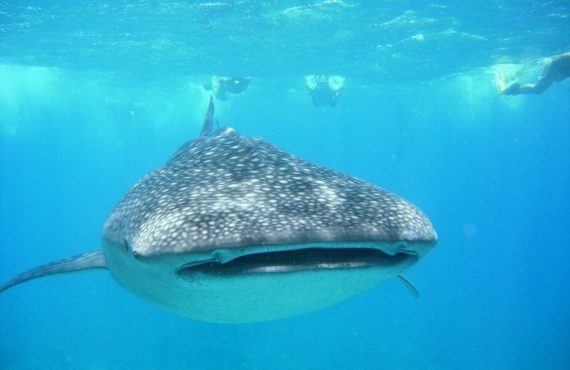 Nautilus Two_Whale Shark