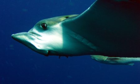 Nautilus Two_Eagle Ray