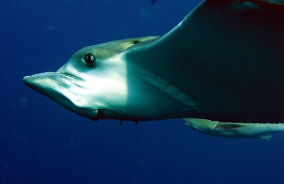 Nautilus Two_Eagle Ray