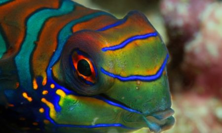 Рыба-мандарин с градиентом цвета зеленый оранжевый красный с синими горизонтальными полосами