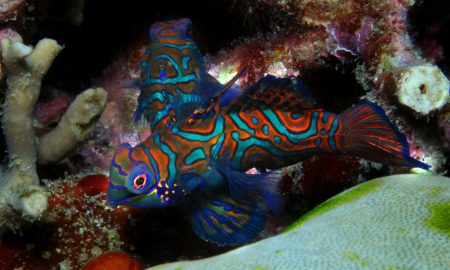 Рыба-мандарин с градиентом зелено-оранжево-красных цветов и синим узором