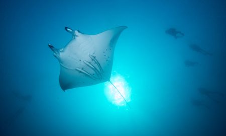 Manta_02©Mark Stickler