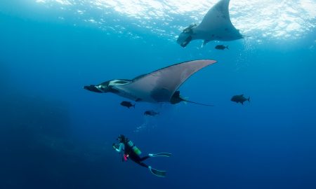 Socorro_Mantas and Diver ©Michel Braunstein