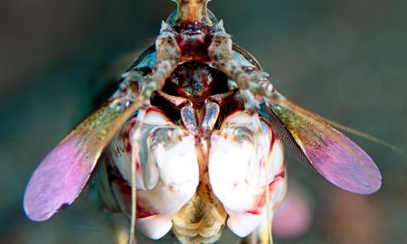 Креветки Матнис крупным планом