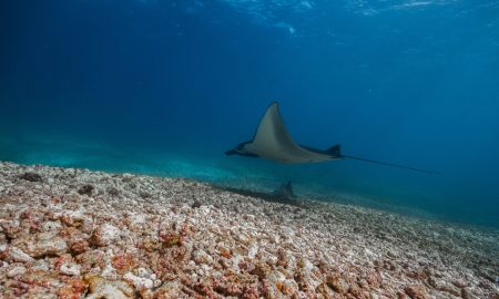 Mantarochen über Meeresgrund Komodo Nationalpark