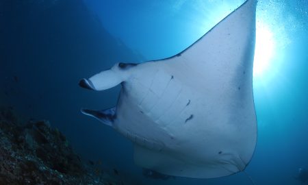Manta Rochen von unten Tauchsafari Indonesien