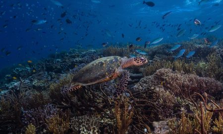 Schildkröte auf Meeresgrund Komodo Nationalpark Indonesien