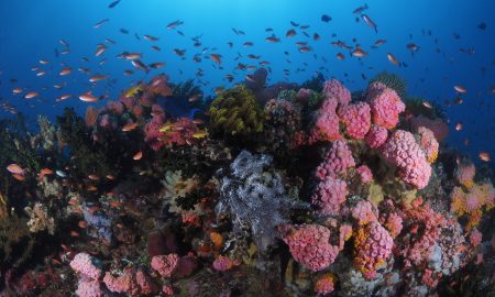 Korallenriff Komodo Nationalpark Tauchreise