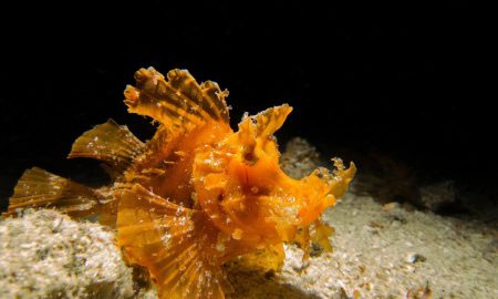 Unterwasserwelt Komodo Nationalpark Indonesien