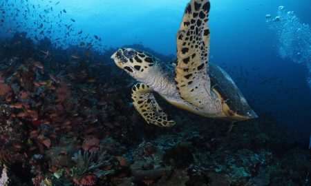 Unterwasserschildkröte Komodo Nationalpark Indonesien