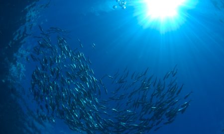 Fischschwarm von Taucher fotografiert Indonesien