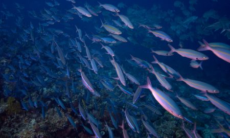 Unterwasseraufnahme Fischschwarm Komodo Nationalpark Indonesien