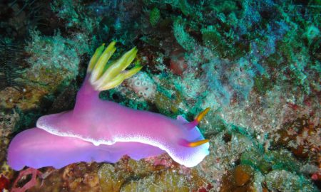 Meeresschnecke Komodo Nationalpark Indonesien